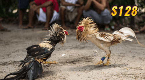 s128, sabung ayam s128, adu ayam s128