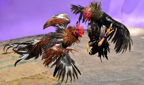 sabung ayam, sabung ayam s128, sabung ayam indobetplay